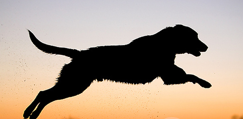 Photograph; A leaping, black labrador dog in mid-flight at sunset